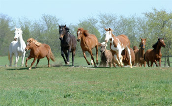 Horses runing in field